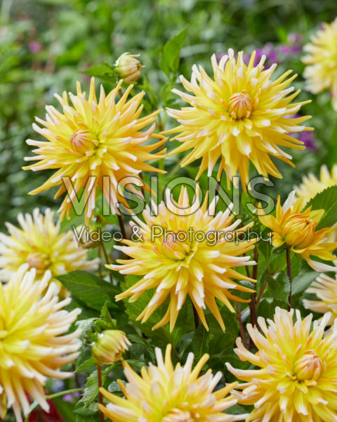 Dahlia Floyd's Dahlia Floyd's