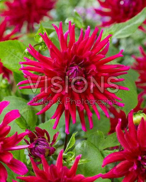 Dahlia Orfeo Dahlia Orfeo
