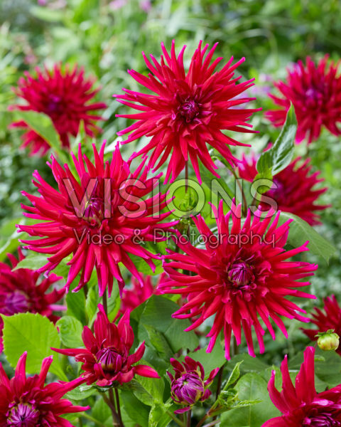 Dahlia Orfeo Dahlia Orfeo