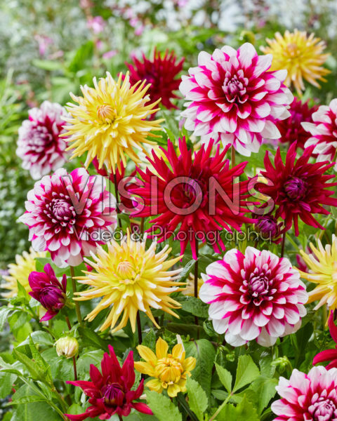 Dahlia kleurrijke mix 