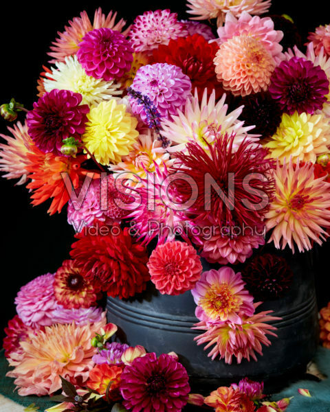 Colourful Dahlia mix 