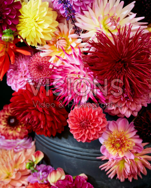 Colourful Dahlia mix 