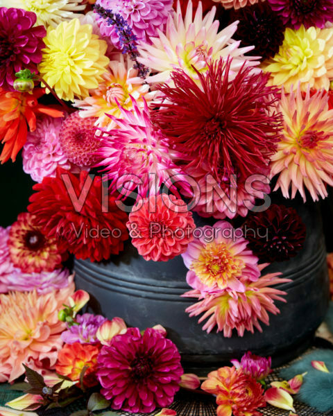 Colourful Dahlia mix 