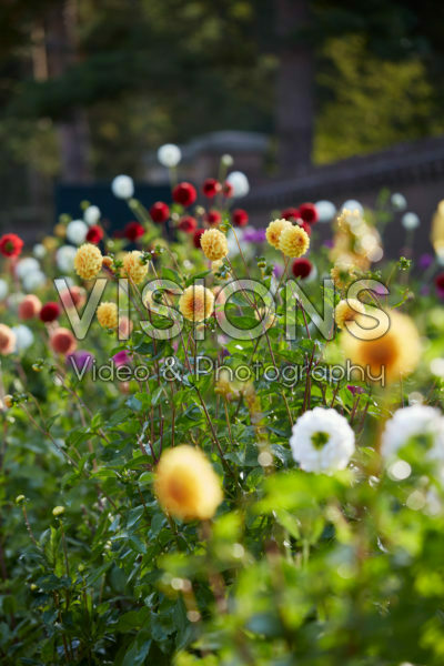 Dahliatuin Dahliatuin