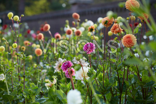 Dahlia garden Dahlia garden