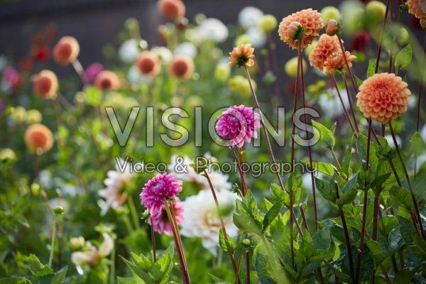 Dahliatuin Dahliatuin