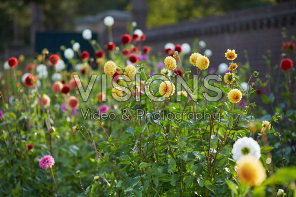 Dahlia garden Dahlia garden