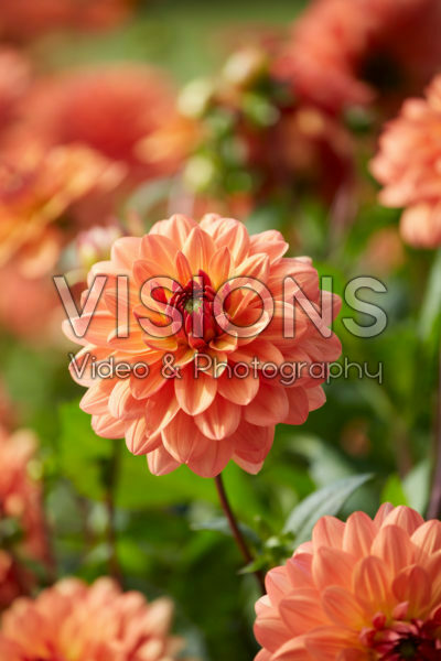 Dahlia Dr. P.H. Riedl