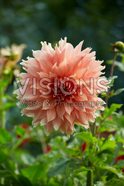 Dahlia Fairway Spur Dahlia Fairway Spur