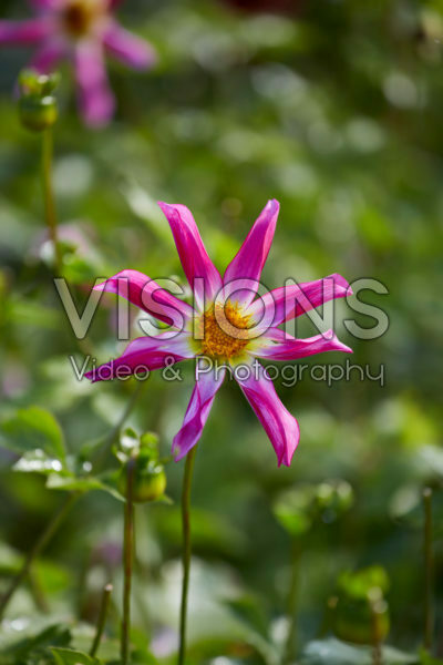 Dahlia Honka Pink Dahlia Honka Pink