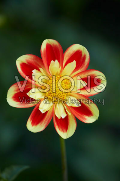Dahlia Pooh Swan-Island Dahlia Pooh Swan-Island