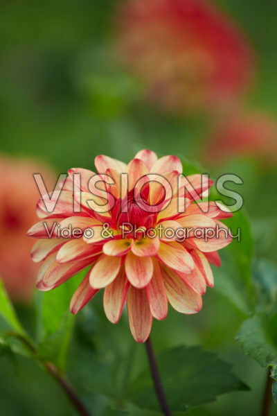 Dahlia Crazy Legs Dahlia Crazy Legs