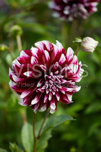 Dahlia Checkers Dahlia Checkers
