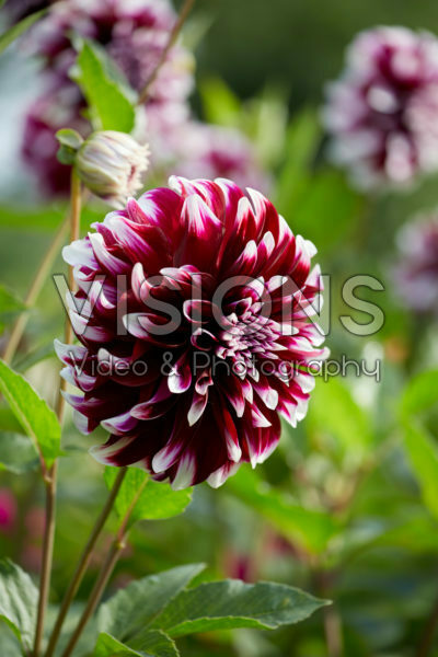 Dahlia Contraste Dahlia Contraste