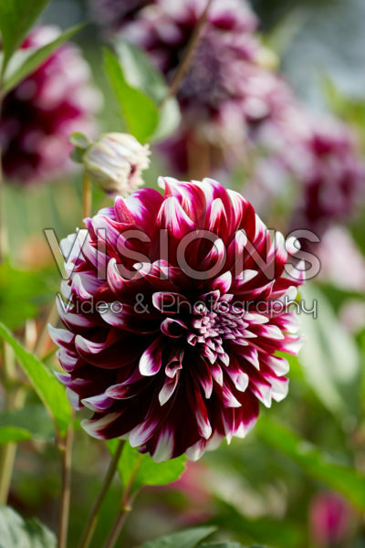 Dahlia Contraste Dahlia Contraste