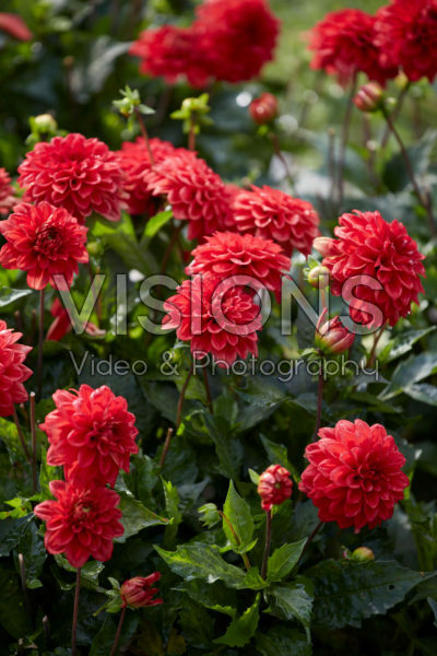 Dahlia Gallery Singer Dahlia Gallery Singer