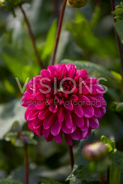 Dahlia Lilac Bull Dahlia Lilac Bull