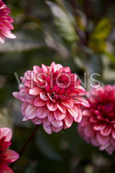 Dahlia Molly Raven Dahlia Molly Raven