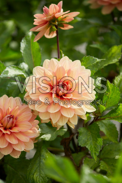 Dahlia Nicholas