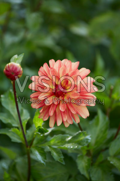 Dahlia Crazy Legs Dahlia Crazy Legs