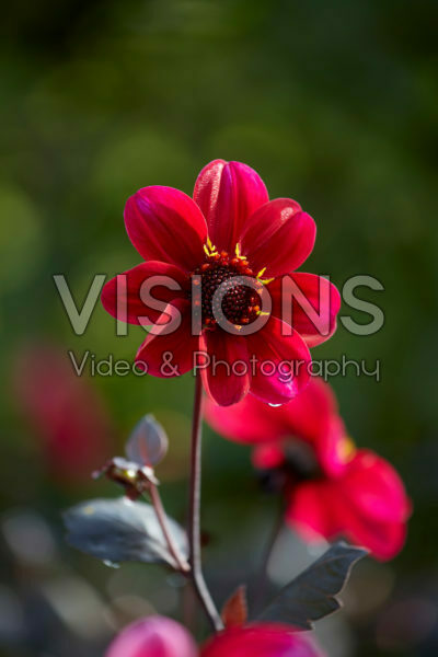Dahlia HS Romeo®