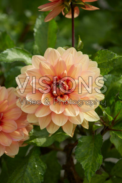 Dahlia Nicholas Dahlia Nicholas