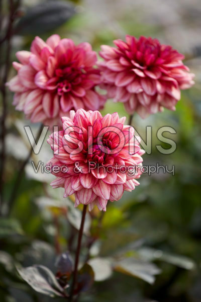 Dahlia Molly Raven Dahlia Molly Raven