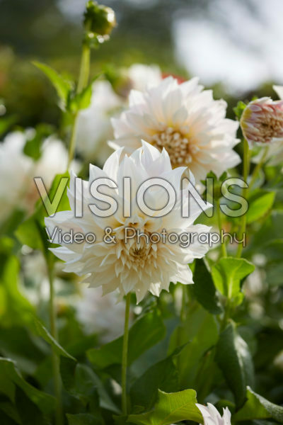 Dahlia Cafe Au Lait Dahlia Cafe Au Lait