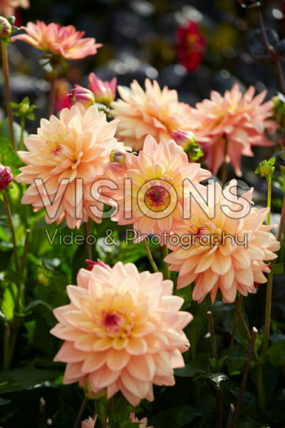 Dahlia Melody Dora Dahlia Melody Dora