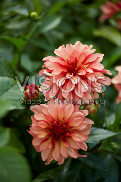 Dahlia Gallery Art Deco® Dahlia Gallery Art Deco®