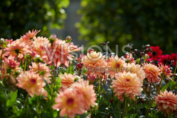 Dahlia Melody Dora Dahlia Melody Dora