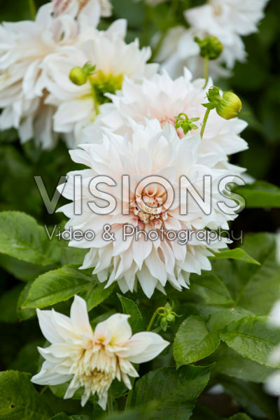 Dahlia Cafe au Lait
