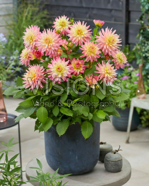 Dahlia Melody Harmony®