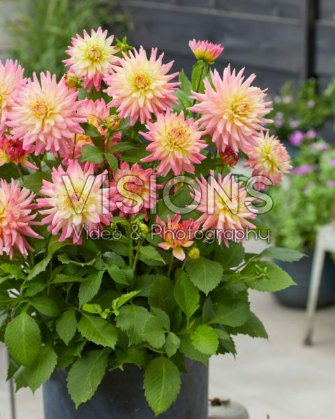 Dahlia Melody Harmony®