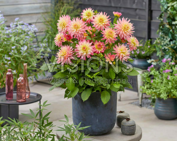 Dahlia Melody Harmony®