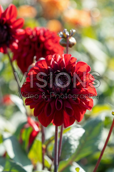 Dahlia Baccara Dahlia Baccara