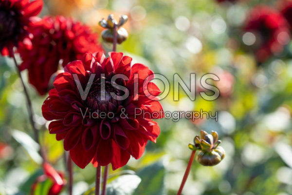 Dahlia Baccara Dahlia Baccara