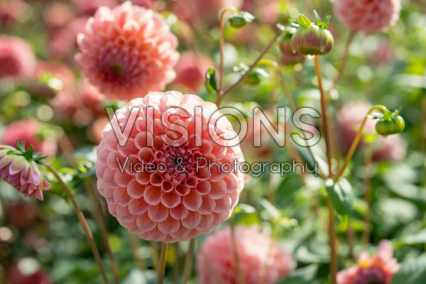 Dahlia Linda's Baby