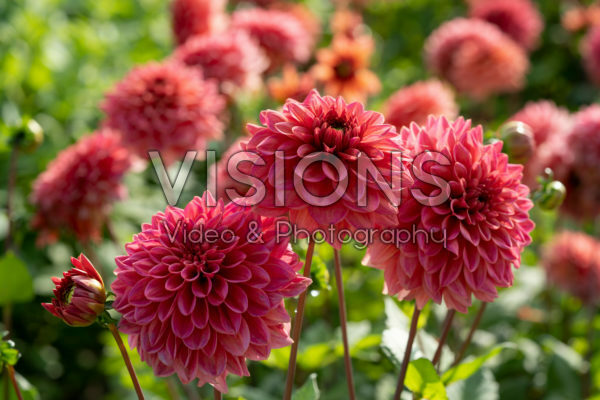 Dahlia Salmon Runner Dahlia Salmon Runner
