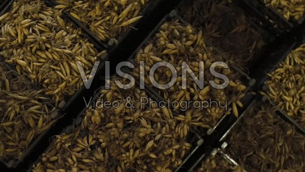 VIDEO Growing dahlias