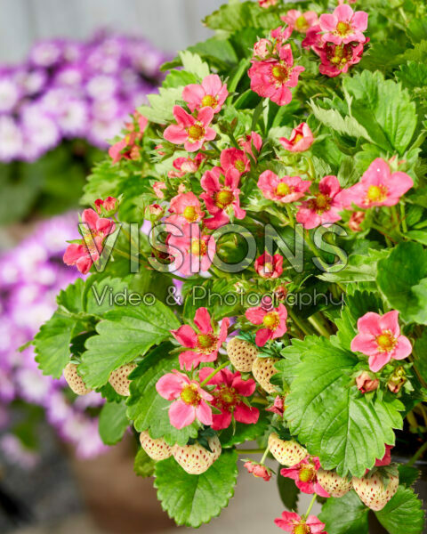 Fragaria x ananassa Strawberry Ice Fragaria x ananassa Strawberry Ice