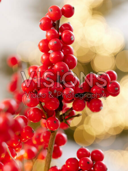  Ilex verticillata Jingle Bells