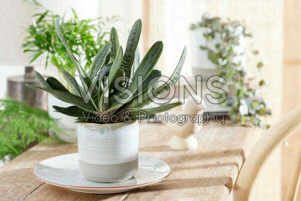 Gasteria Little Warty Gasteria Little Warty