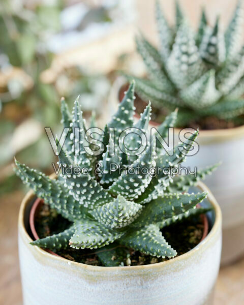 Haworthia margaritifera