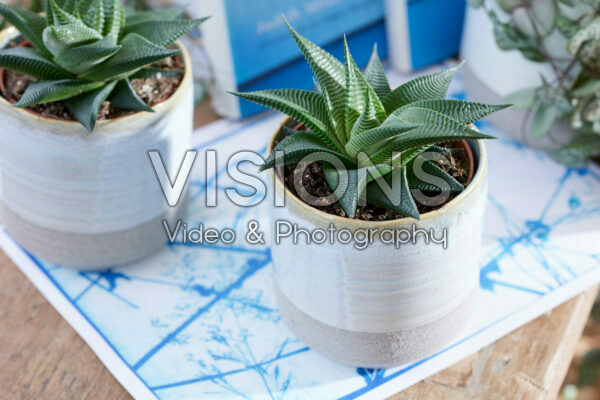Haworthia limifolia Twist Haworthia limifolia Twist
