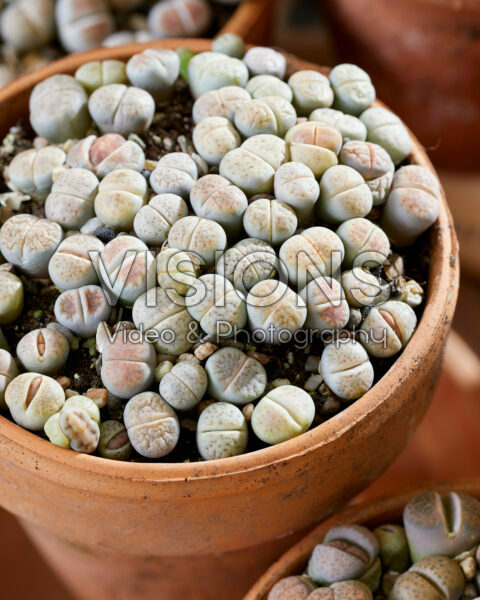 Lithops Lithops