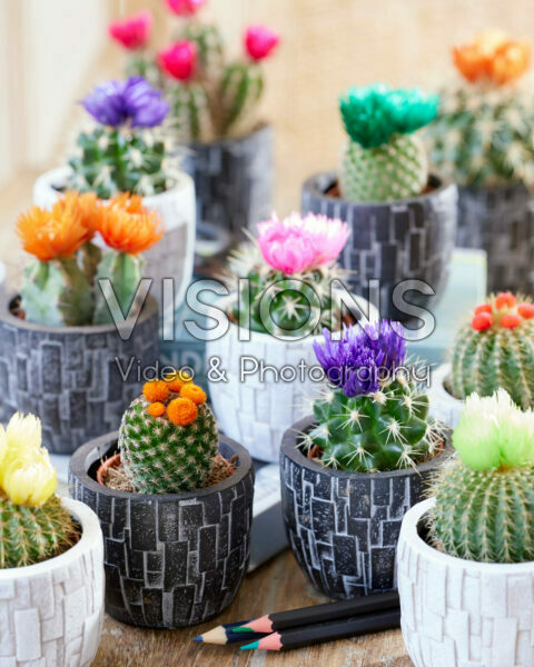 Cactus disco flower mix Cactus disco flower mix