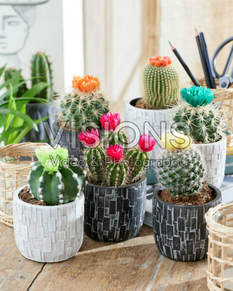 Cactus disco bloemen mix