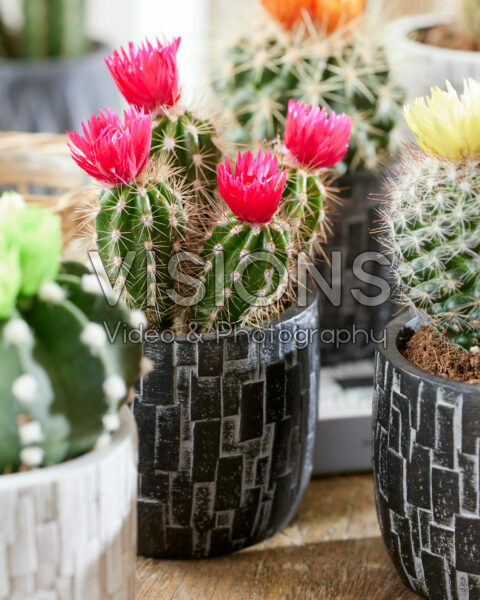 Cactus disco flower