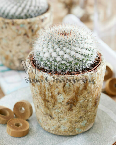 Mammillaria elegans Mammillaria elegans